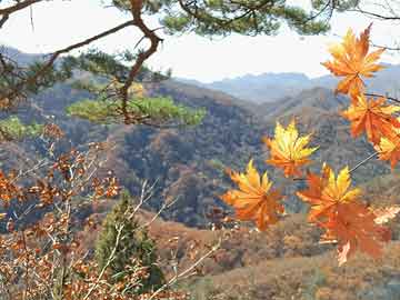 莘县二手房急售，投资居住优选好时机