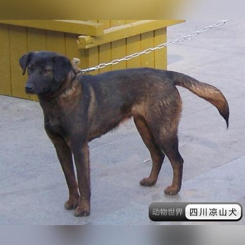 最新凉山猎犬出售信息汇总